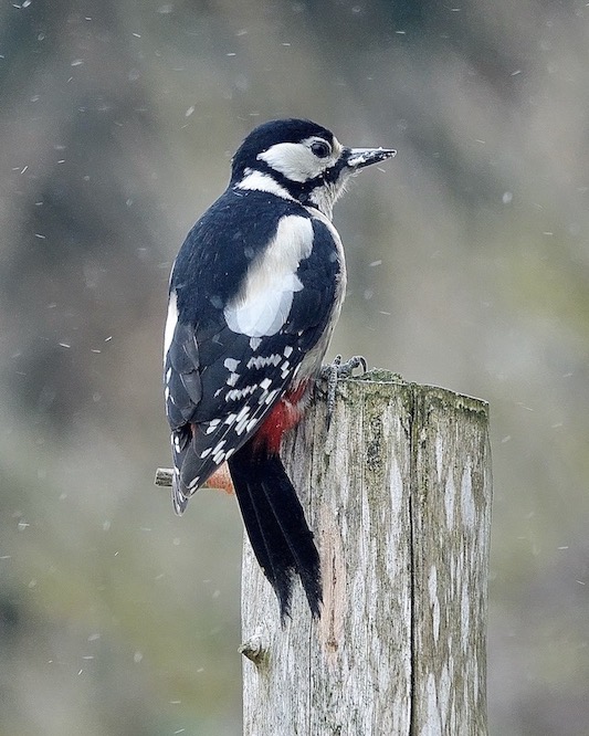 great spotted woodpecker